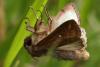 86249 – Photo : Liboupat – France (95)