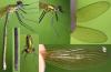 86561 – Photo : Arthropa - Benoit Martha – France (18)
