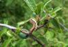 86559 – Photo : Bijiaoui Robert – France (34)