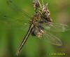 86458 – Photo : Berger Laurent – France (38)