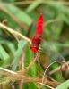 86314 – Photo : Josselyne Bayle – France (33)