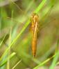 86319 – Photo : Josselyne Bayle – France (33)