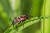 86983 – Photo : Joseph Rezeau – France (35)