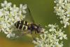 86082 – Photo : Marc Solari – France (88)