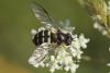 86084 – Photo : Marc Solari – France (88)