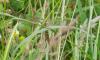 86774 – Photo : Viviane Godenne – Belgique