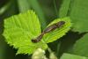 86433 – Photo : Michel Mathieu – France (14)