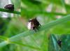 86309 – Photo : Jean-Claude Jamoulle – France (06)