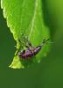 86399 – Photo : C.gager – France (49)