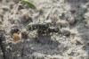 86487 – Photo : Adrien Broni – France (02)