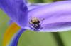 86459 – Photo : C.gager – France (49)