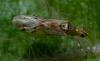 86727 – Photo : Philippe Legros – France (94)