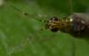 86893 – Photo : Philippe Legros – France (94)