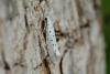 86679 – Photo : Fabricius – France (13)