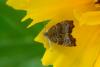 86671 – Photo : Fabricius – France (13)
