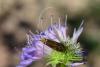86978 – Photo : Fabricius – France (13)