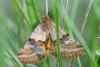 86956 – Photo : Fabricius – France (13)