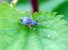 86611 – Photo : Patrick Decreus – France (93)