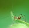 86481 – Photo : Patrick Decreus – France (93)