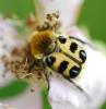 86476 – Photo : Patrick Decreus – France (93)