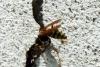 86427 – Photo : Nicolas Alric – France (12)