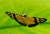86372 – Photo : Alexandre Vinot – Guyane française