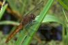 86713 – Photo : Denis Gaschignard – Guyane française