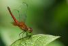 86200 – Photo : Denis Gaschignard – Guyane française
