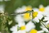 86147 – Photo : Quentin Dubost – France (77)