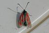 86003 – Photo : Barrie Yorke – France (31)