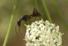 86786 – Photo : Michel Renou – France (13)