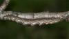 86781 – Photo : Pelouard – France (05)