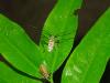 86765 – Photo : Calmont B. – Laos