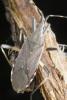Dicranocephalus agilis