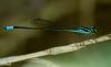 86137 – Photo : Leif Gabrielsen – Philippines