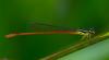 86176 – Photo : Leif Gabrielsen – Philippines