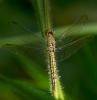 86140 – Photo : Leif Gabrielsen – Philippines