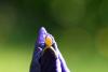 86533 – Photo : Renaud Torres – France (44)