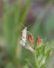 86420 – Photo : Bejac – France (63)