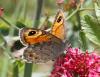 86661 – Photo : Corinne Petitcolin – France (25)