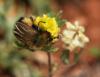 86478 – Photo : patrick derennes – Maroc