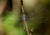 86141 – Photo : Leif Gabrielsen – Philippines