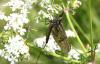 86096 – Photo : Dominique THAUVIN – France (45)