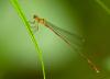 86138 – Photo : Leif Gabrielsen – Philippines