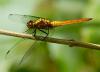 86143 – Photo : Leif Gabrielsen – Philippines