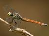 86144 – Photo : Leif Gabrielsen – Philippines
