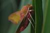 86079 – Photo : Michel Ehrhardt – France (68)