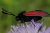 86724 – Photo : Michel Ehrhardt – France (68)