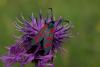 86972 – Photo : Michel Ehrhardt – France (68)