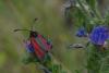 86976 – Photo : Michel Ehrhardt – France (68)